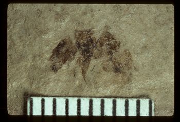 Media type: image;   Entomology PALE-3486 Aspect: full